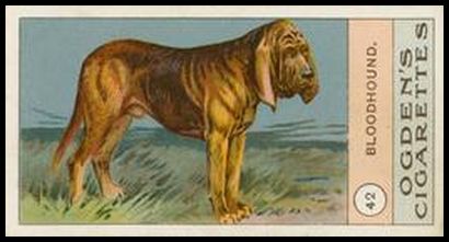 42 Bloodhound